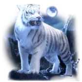 White Tiger