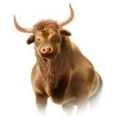Bull gift