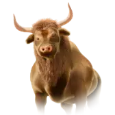 Bull