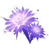 Moonlight flower gift