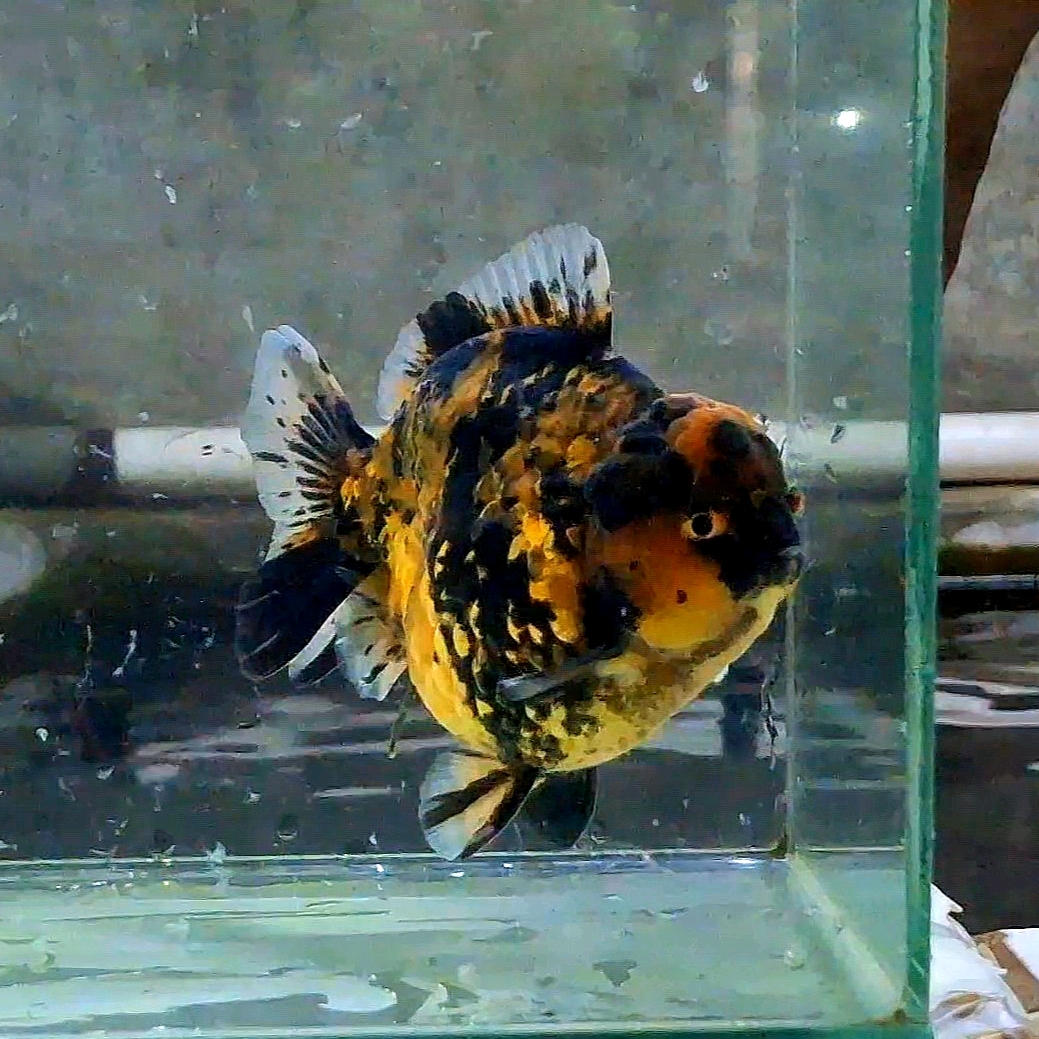 IBS Fish (@ibsfishcollection) is LIVE - TikTok LIVE
